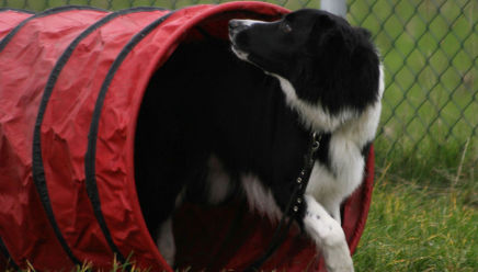 Vuurwerkles honden