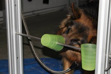 Hersenwerk voor honden