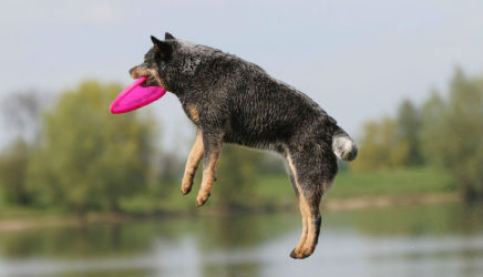 Dogfrisbee honden