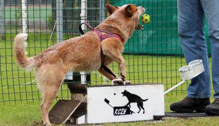 Cursus flyball